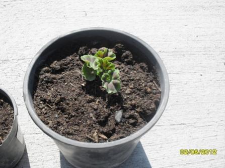 Name:  006.jpg
Views: 3450
Size:  27.1 KB
