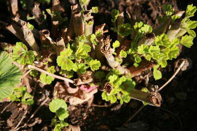 Name:  IMG_0520.JPG
Views: 2808
Size:  62.4 KB