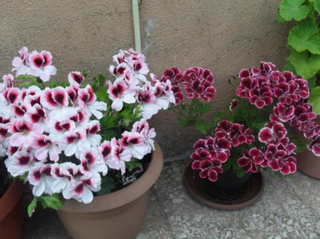 Name:  c 3.jpg
Views: 2063
Size:  56.4 KB