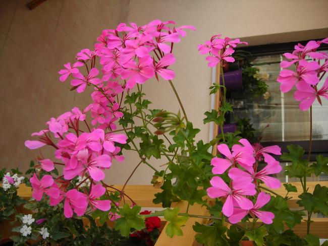 Name:  DSCN7841.jpg
Views: 1925
Size:  52.6 KB