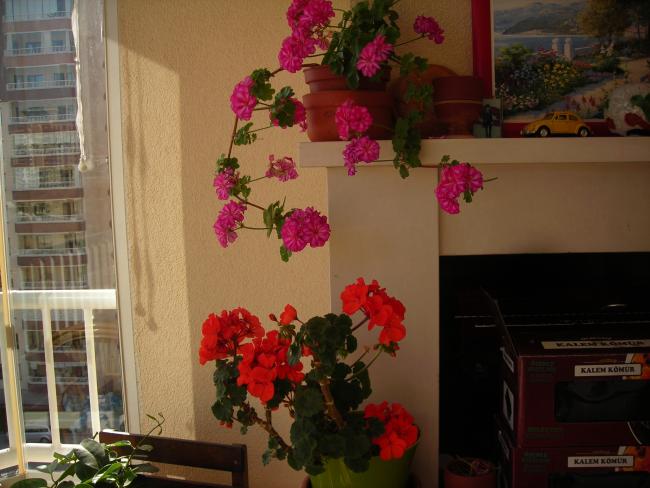 Name:  DSCN7828.jpg
Views: 1941
Size:  45.4 KB