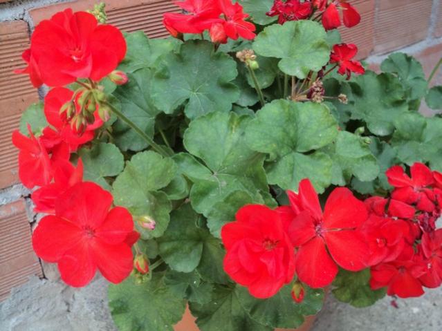 Name:  DSC04077.jpg
Views: 1960
Size:  48.6 KB