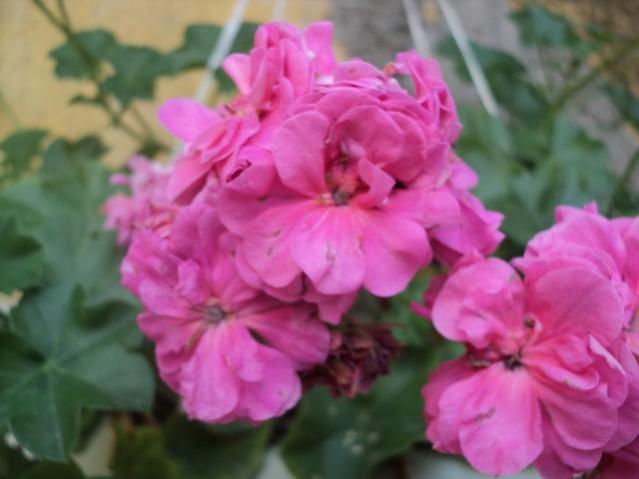 Name:  DSC04100.jpg
Views: 26696
Size:  32.5 KB