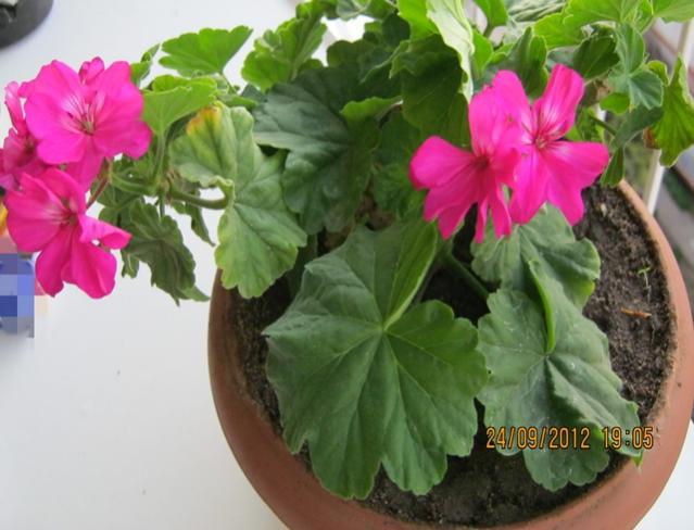 Name:  007.jpg
Views: 2302
Size:  43.5 KB