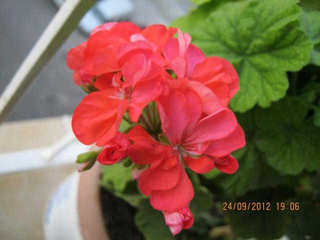 Name:  008.jpg
Views: 2330
Size:  29.1 KB