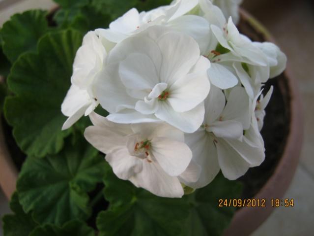 Name:  002.jpg
Views: 2305
Size:  26.6 KB