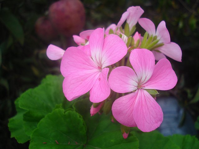Name:  DSC08584.jpg
Views: 2050
Size:  43.2 KB
