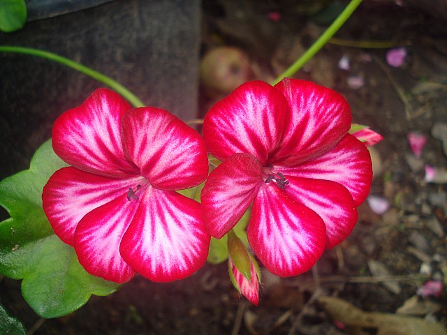 Name:  DSC08581.jpg
Views: 2115
Size:  67.2 KB