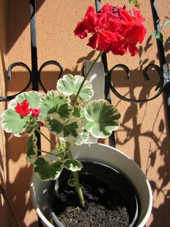 Name:  IMG_0024.jpg
Views: 1417
Size:  74.3 KB