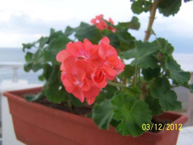 Name:  012.jpg
Views: 1849
Size:  27.8 KB