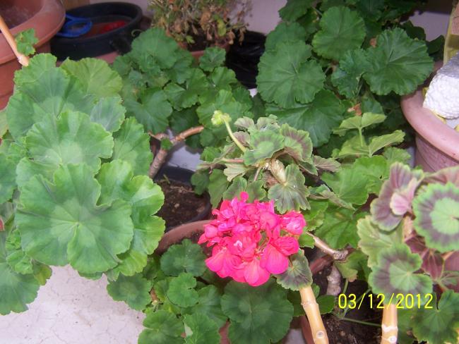 Name:  016.jpg
Views: 1877
Size:  55.3 KB