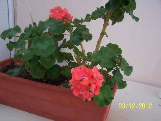 Name:  011.jpg
Views: 1896
Size:  32.8 KB