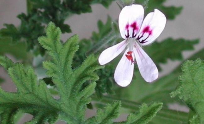 Name:  tr-2.jpg
Views: 8672
Size:  31.7 KB