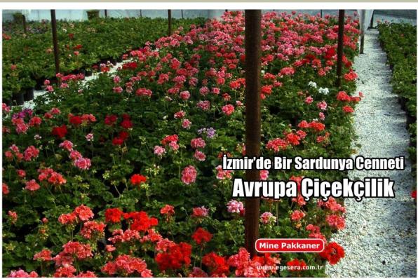 Name:  Avrupa.jpg
Views: 8305
Size:  71.6 KB