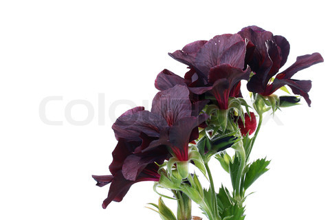 Name:  1706808-478420-blumen-von-einem-schwarzen-geranien-sind-in-abrichten-von-garten-sites-auf-einem.jpeg
Views: 3209
Size:  44.7 KB