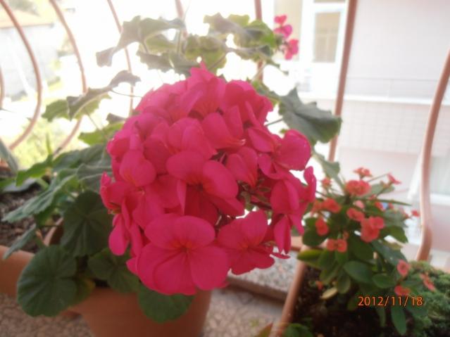 Name:  PB180376 (640x480).jpg
Views: 1951
Size:  33.7 KB