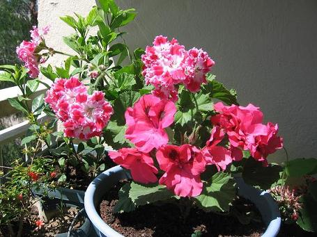 Name:  Resim 003.jpg
Views: 2635
Size:  52.2 KB