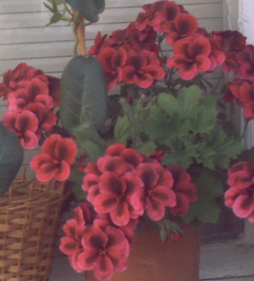 Name:  PICT00421.JPG
Views: 72035
Size:  36.7 KB