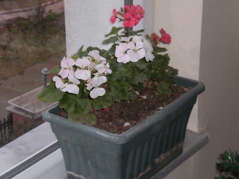 Name:  1-PB190034.JPG
Views: 1896
Size:  40.1 KB