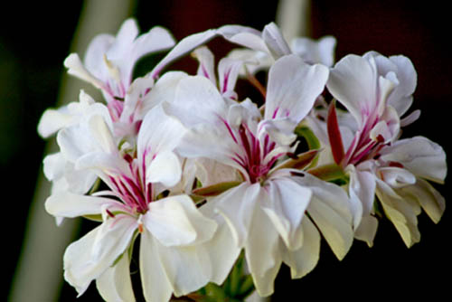 Name:  IMG_1586.JPG
Views: 3186
Size:  50.0 KB