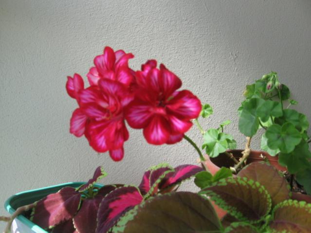 Name:  IMG_0924.jpg
Views: 28516
Size:  41.5 KB