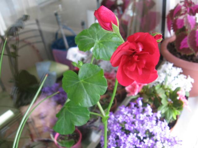 Name:  IMG_0920.jpg
Views: 26712
Size:  39.1 KB