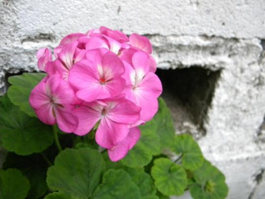 Name:  DSCN4281.jpg
Views: 2510
Size:  29.8 KB
