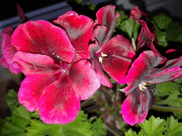 Name:  20130325_180917.jpg
Views: 4082
Size:  51.9 KB