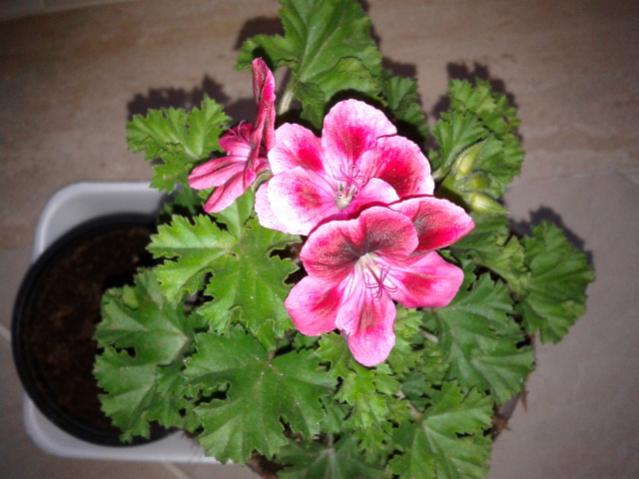 Name:  20130325_180840.jpg
Views: 4052
Size:  41.6 KB