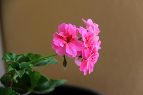 Name:  sakzm.jpg
Views: 24602
Size:  15.8 KB