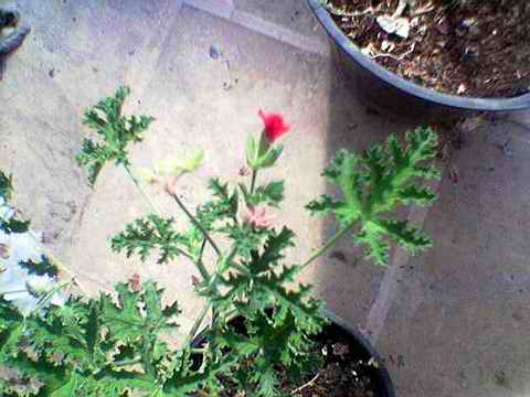 Name:  Image(443).jpg
Views: 68883
Size:  22.3 KB
