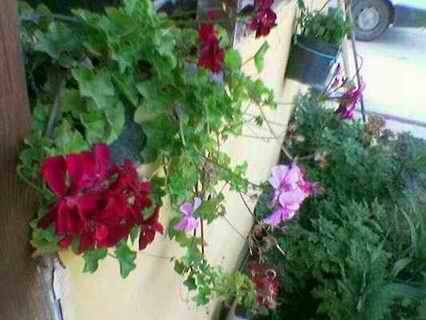 Name:  Image(352).jpg
Views: 81028
Size:  16.5 KB