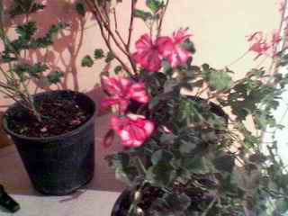Name:  Image(395).jpg
Views: 65461
Size:  10.3 KB