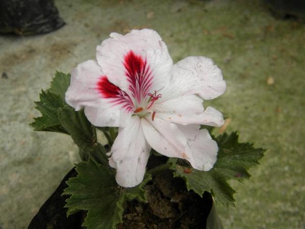 Name:  DSCN6568.jpg
Views: 19737
Size:  29.8 KB