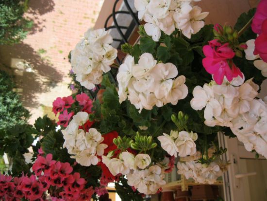 Name:  sardunya-1.jpg
Views: 2939
Size:  57.0 KB