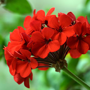 Name:  geranium.jpg
Views: 3521
Size:  22.4 KB