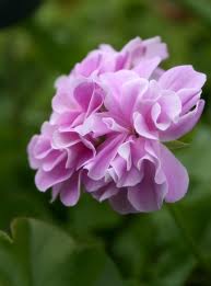 Name:  images.jpg
Views: 3189
Size:  6.5 KB