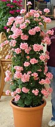 Name:  klasik-sardunya.jpg
Views: 10854
Size:  18.7 KB