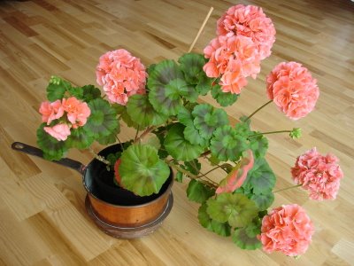 Name:  Pelargon (sardunya).jpg
Views: 11801
Size:  30.5 KB