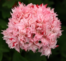Name:  richard-hodgeson-1.jpg
Views: 3158
Size:  44.6 KB