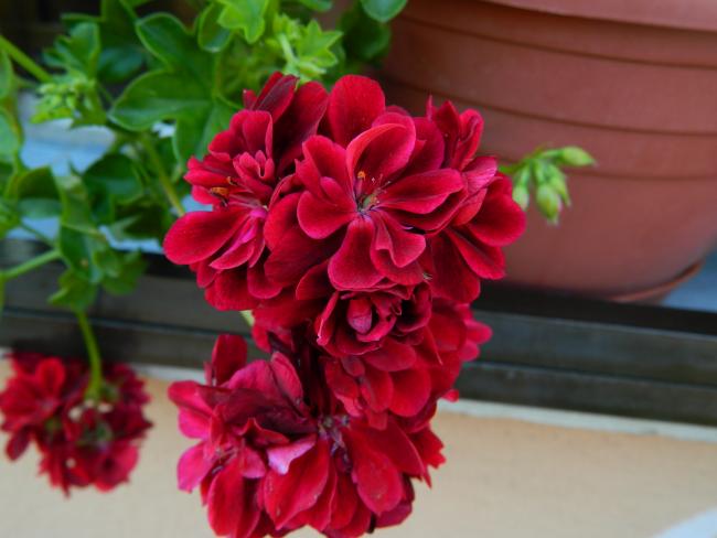 Name:  DSCN0439.jpg
Views: 3425
Size:  35.9 KB