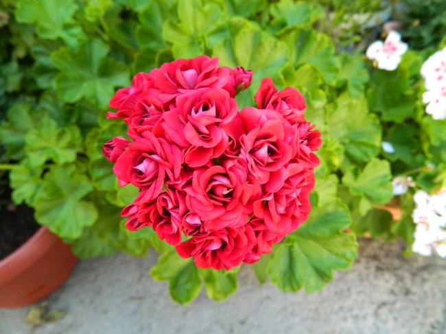 Name:  DSCN0461.jpg
Views: 6096
Size:  46.9 KB