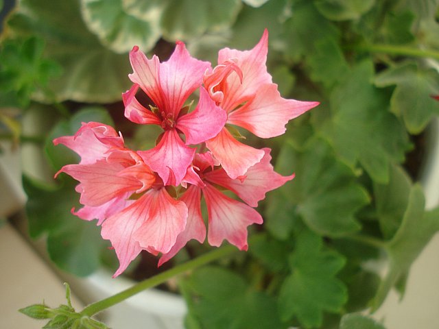 Name:  DSC02691.jpg
Views: 885
Size:  48.8 KB