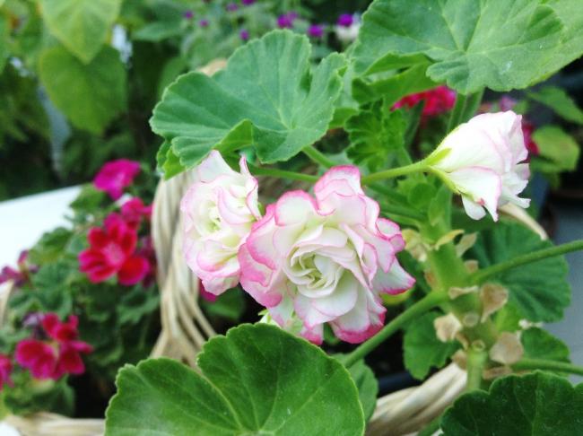 Name:  appel blossom sardunya.jpg
Views: 1813
Size:  45.9 KB