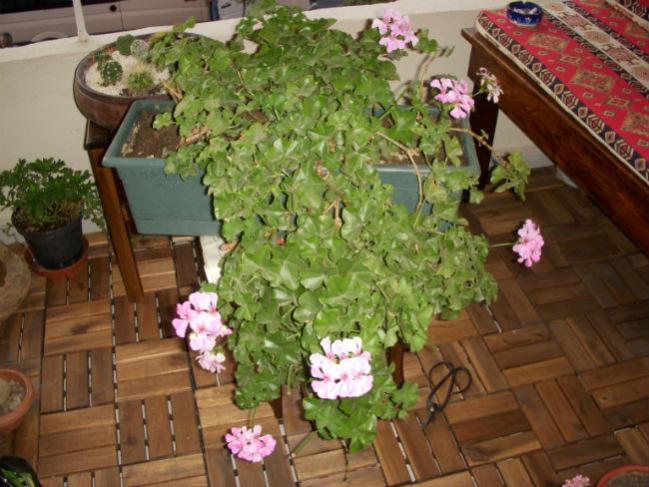 Name:  Sakz Sardunyam.jpg
Views: 4708
Size:  57.8 KB