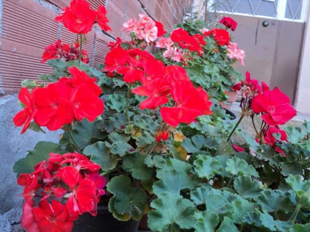 Name:  DSC04715.jpg
Views: 2121
Size:  60.6 KB