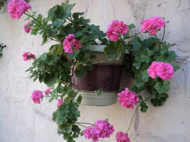 Name:  DSC04710.jpg
Views: 7957
Size:  46.6 KB