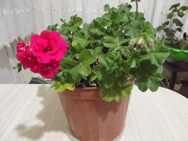 Name:  DSCF0193.jpg
Views: 3527
Size:  40.9 KB
