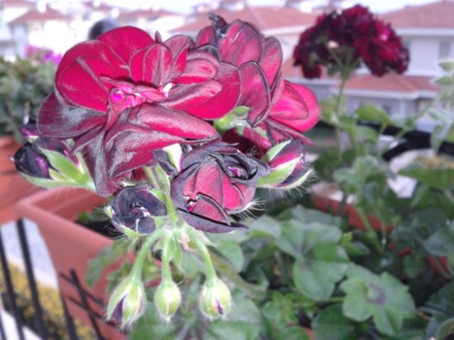Name:  20131124_160710.jpg
Views: 3373
Size:  47.0 KB