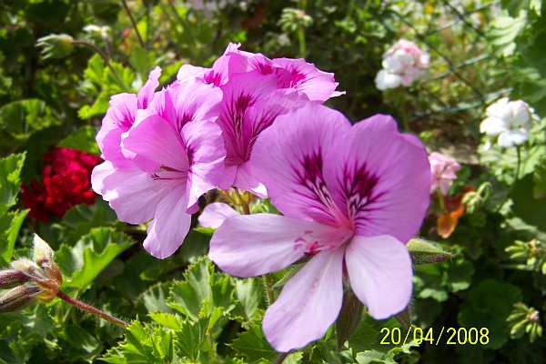 Name:  100_2100.jpg
Views: 2633
Size:  58.7 KB